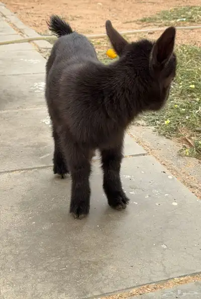 اعرض لكم جفره قزم فاخره index