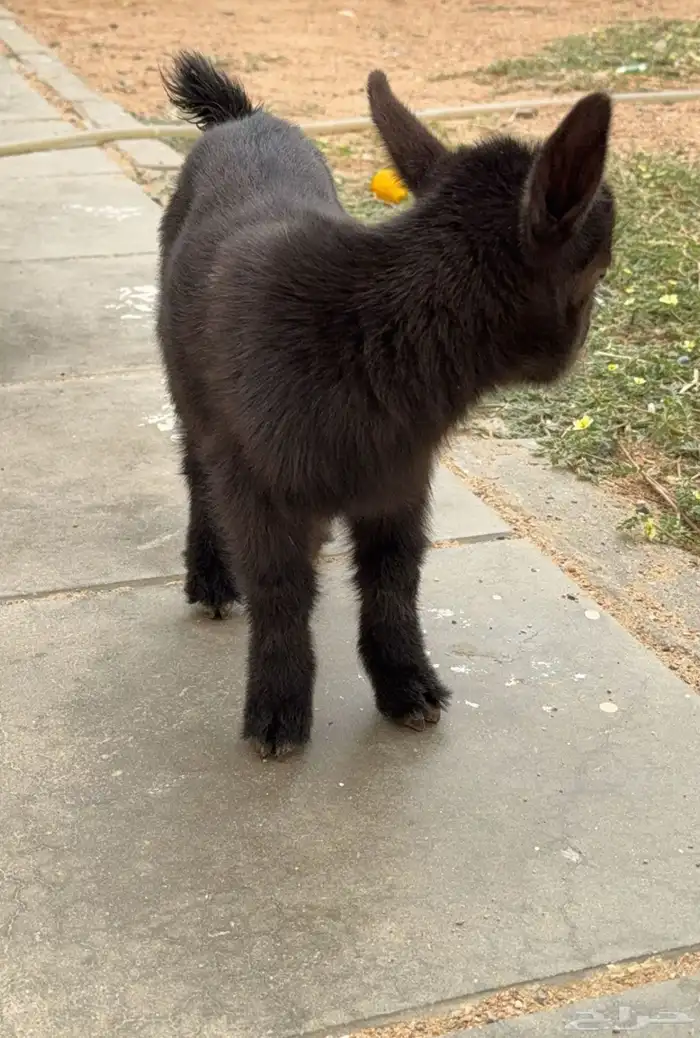 اعرض لكم جفره قزم فاخره 0