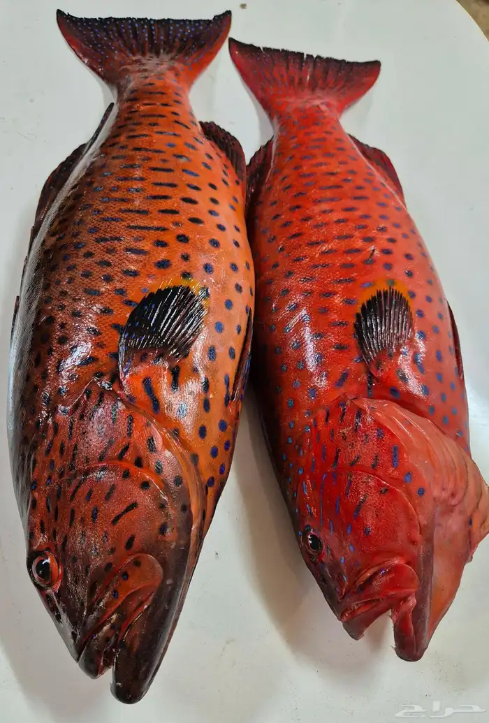 سمك حريد وهامور 2