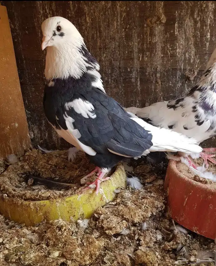 قطايف قطيفي الحد 150 للكل 0