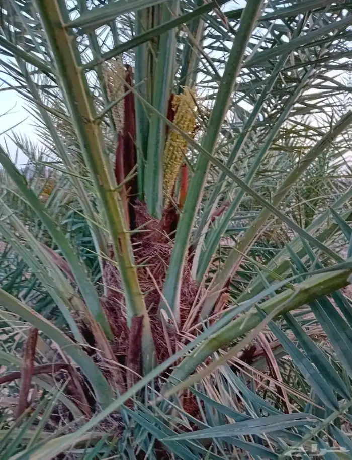 مزرعة للايجار في ساسكو 3