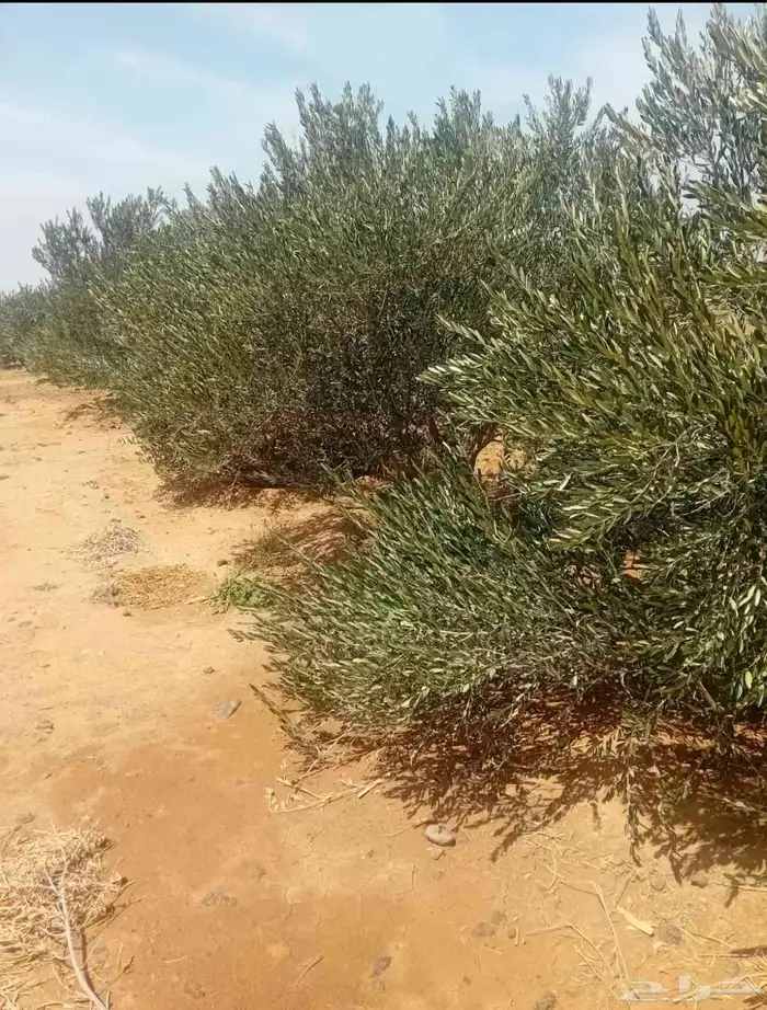 مزرعة للايجار في ساسكو 6