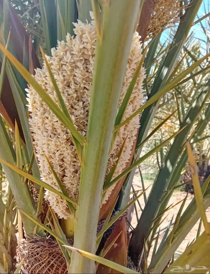 مزرعة للايجار في ساسكو 5