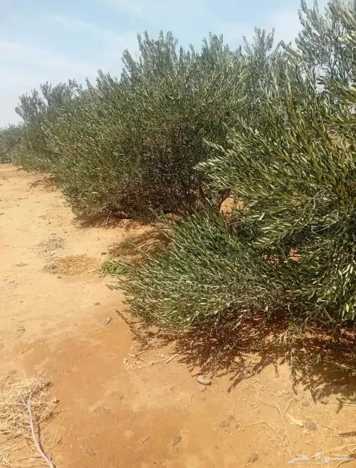 مزرعة للايجار في ساسكو 4