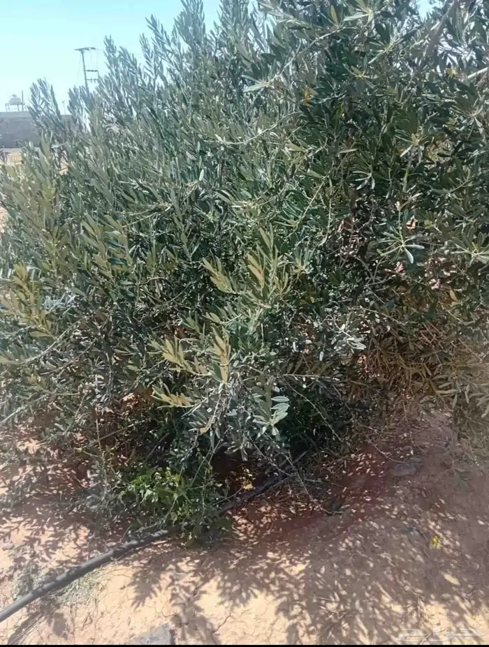 مزرعة للايجار في ساسكو 7