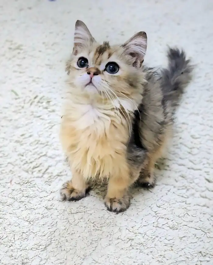 كتن سكوتش فولد وستريت الحبتين ب 400 2