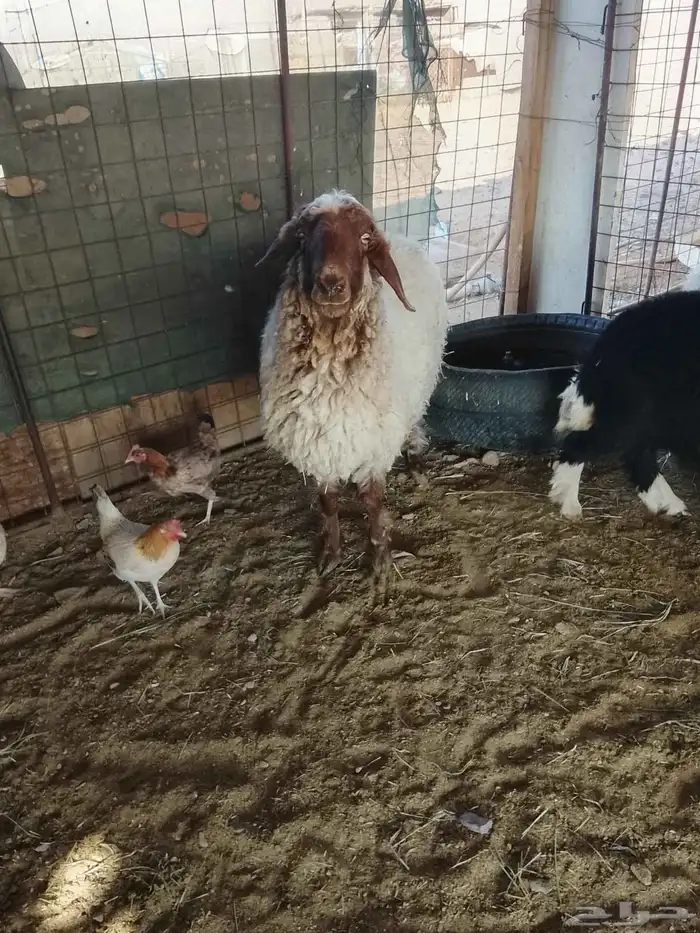 نعجه. نعيميه 3