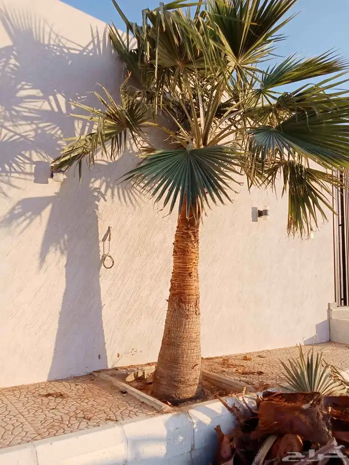 يوجد جميع انواع النخيل الزينه والعربي 0