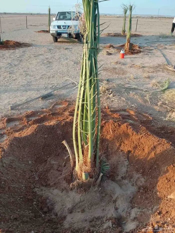 نخيل طيب انوع فاخره 7