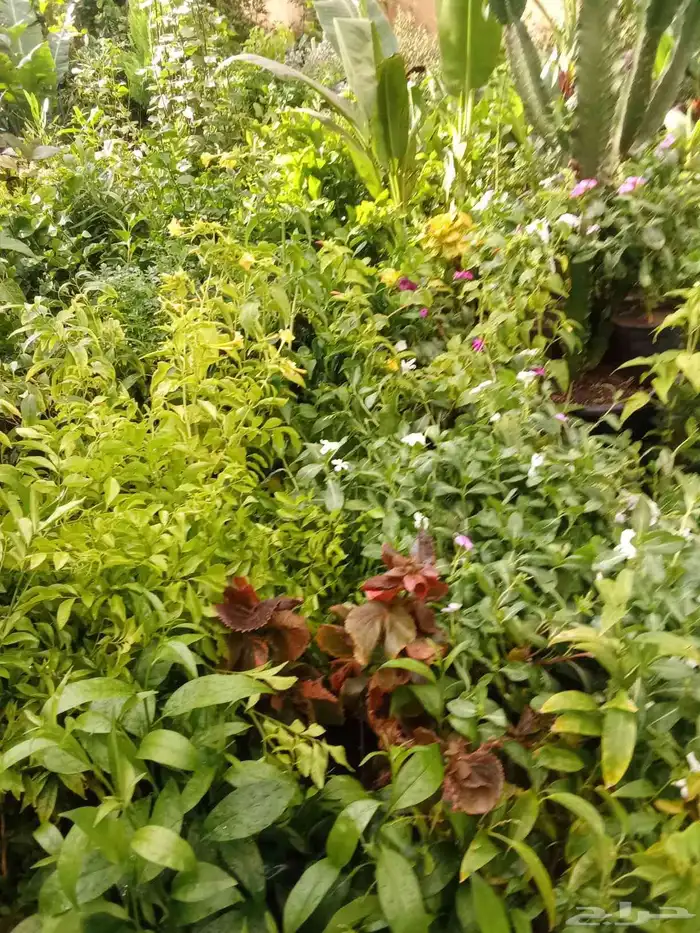 مشتل زراعي 4