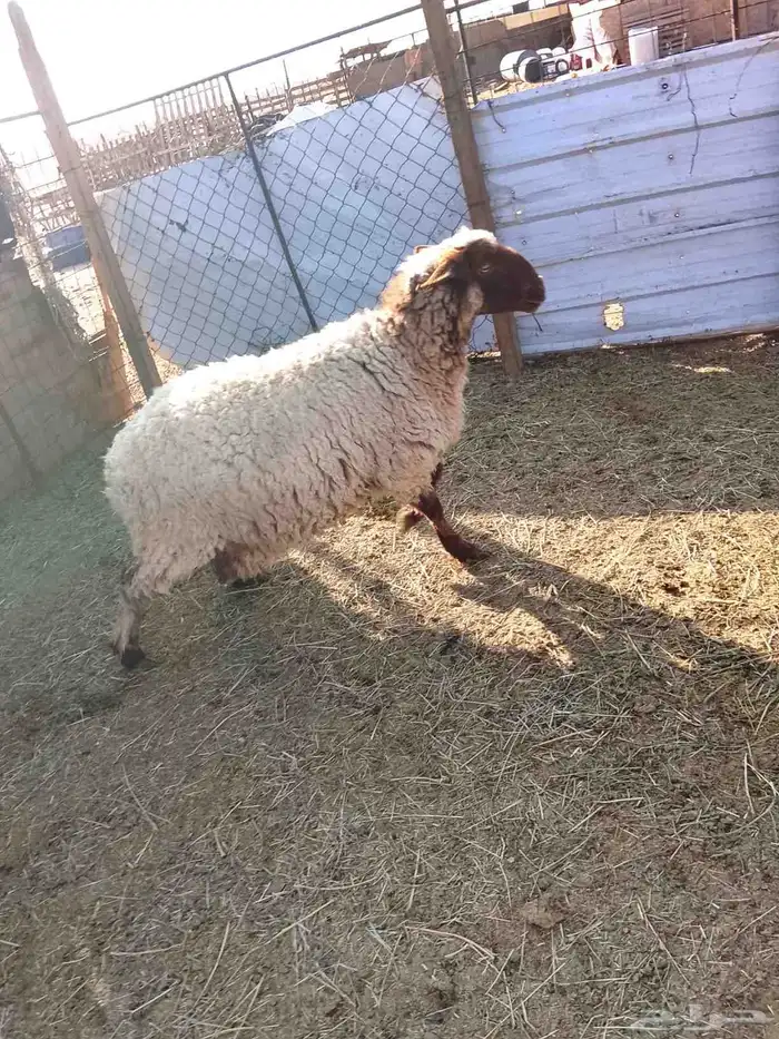 نعجه. نعيميه 5