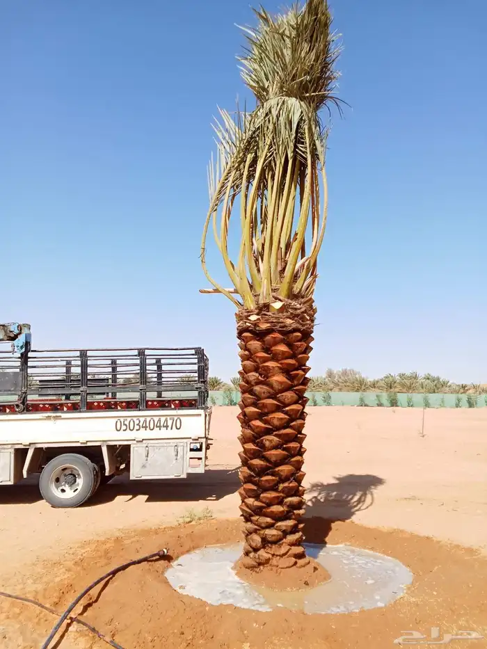 يوجد جميع انواع النخيل الزينه والعربي 2