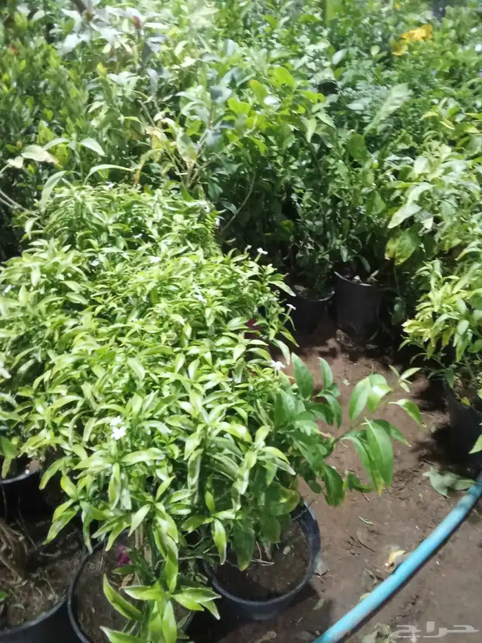 مشتل زراعي 8