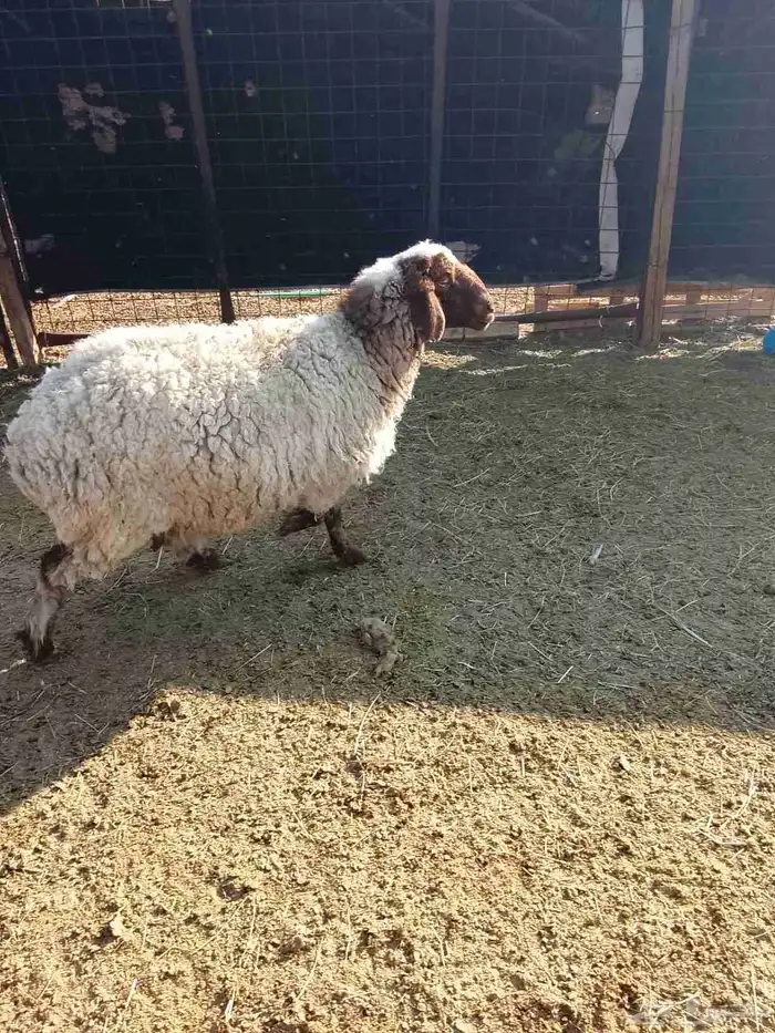 نعجه. نعيميه 1