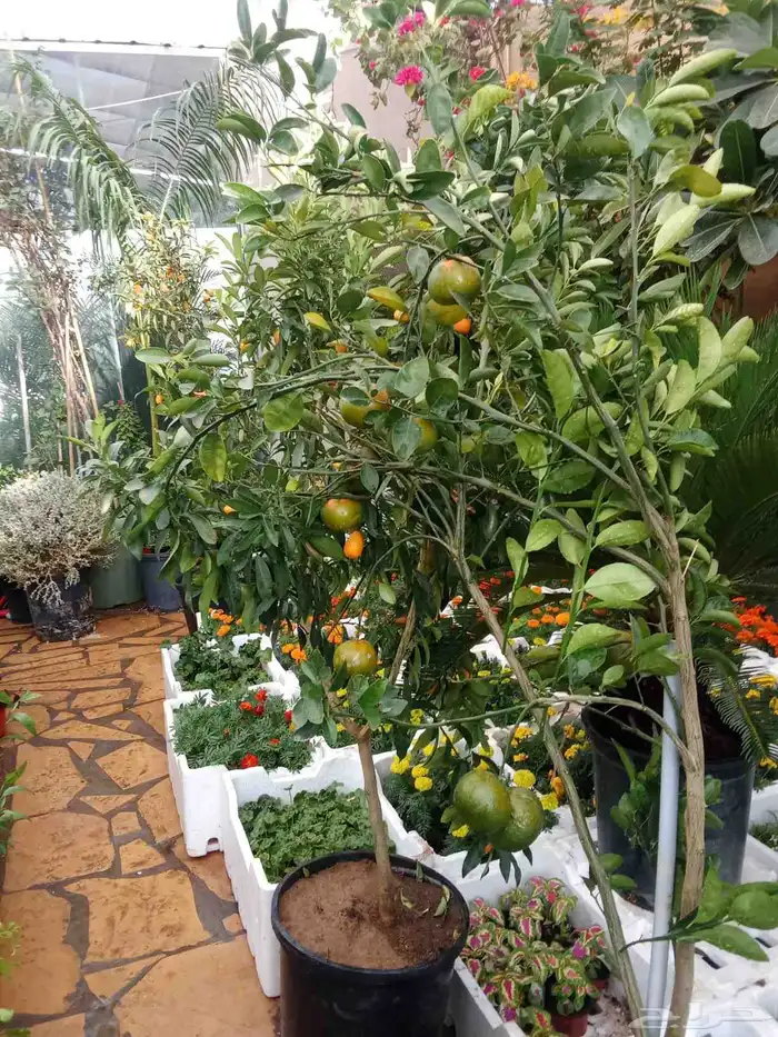 مشتل زراعي 3