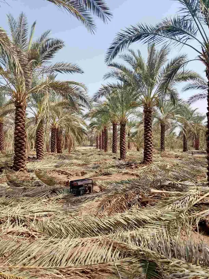 تنظيف النخيل 4