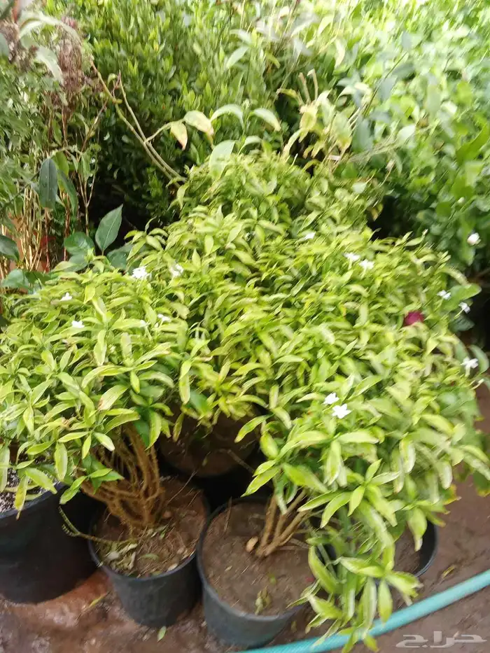 مشتل زراعي 2