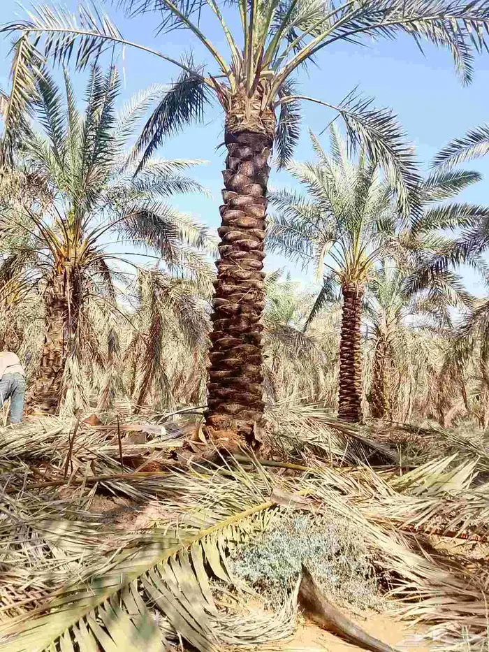 تنظيف النخيل 1