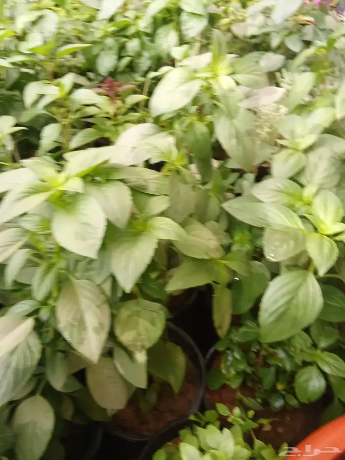 مشتل زراعي 5