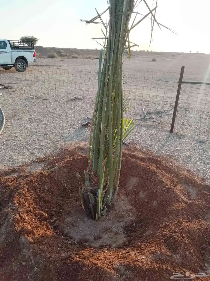 نخيل طيب انوع فاخره 8