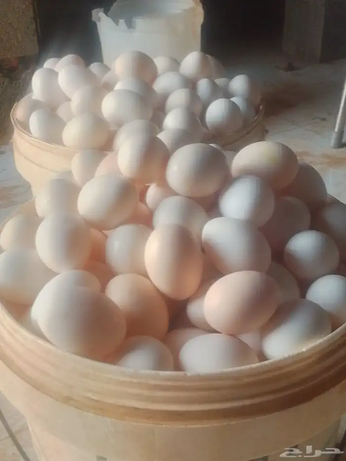 الموقع الجله بيض بلدي مخصب 0
