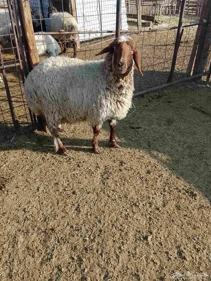 نعجه. نعيميه 2