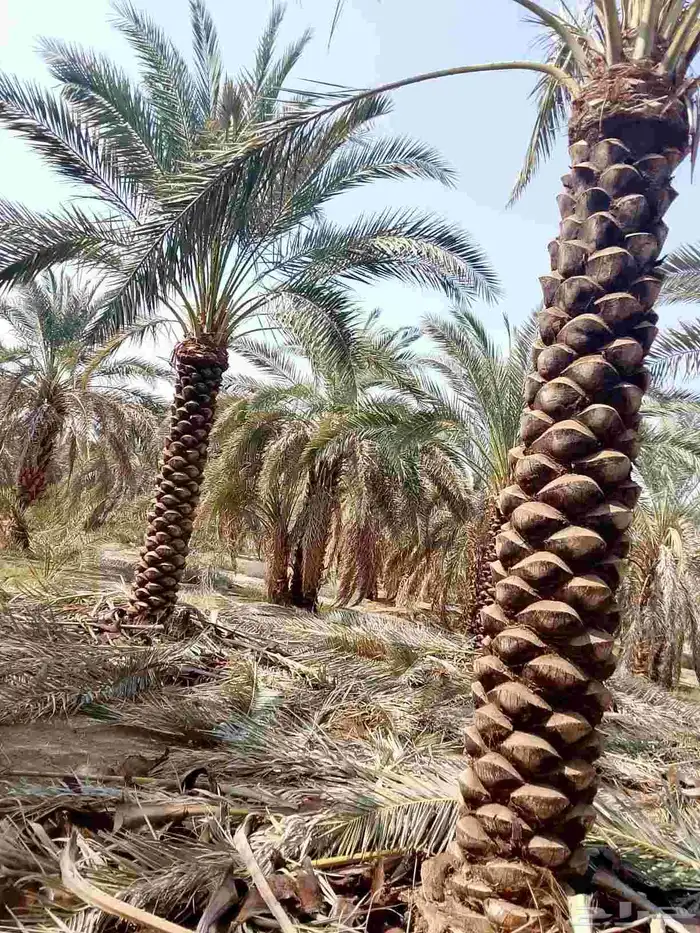 تنظيف النخيل 3