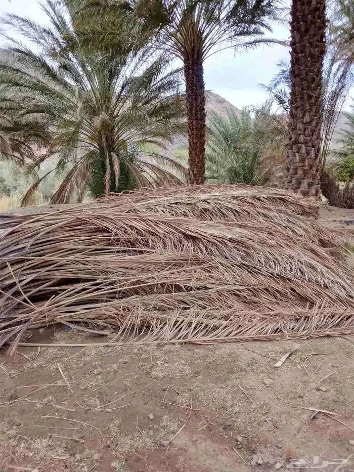 سعف نخيل جديد للبيع 8
