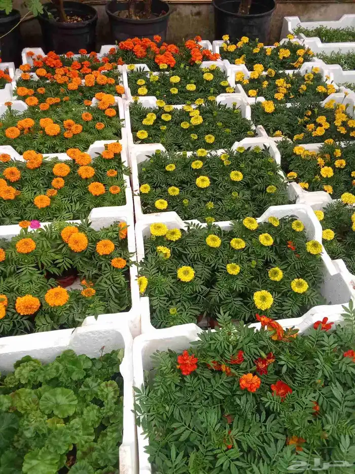 مشتل زراعي 7