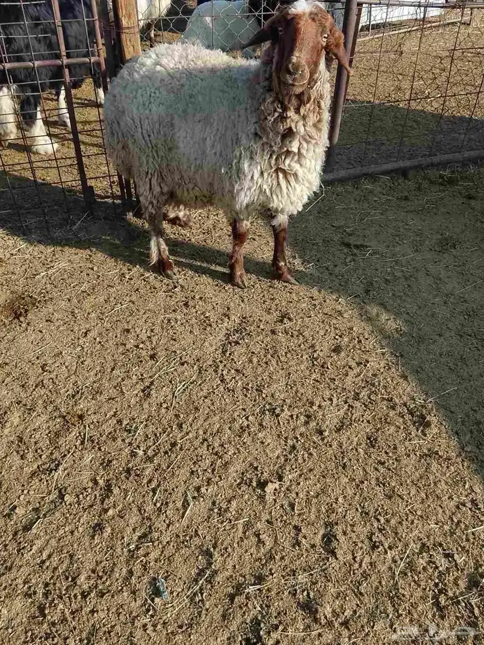 نعجه. نعيميه 4