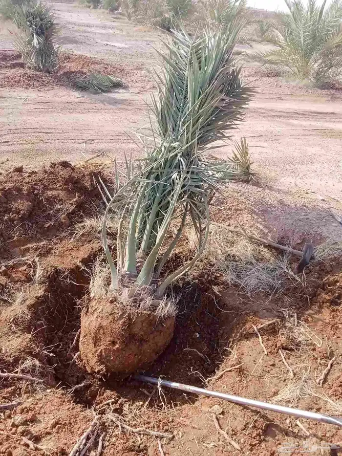 يوجد جميع انواع النخيل الزينه والعربي 6