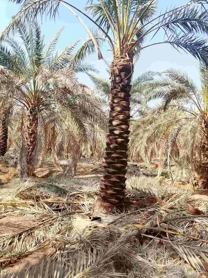 تنظيف النخيل 2