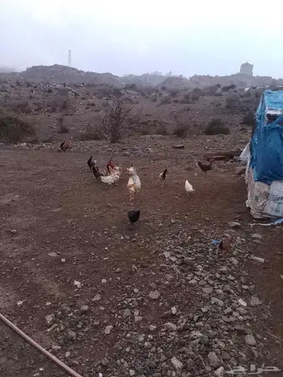 دجاج بلدي index