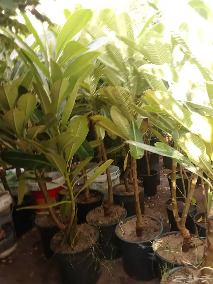 مشتل زراعي 0