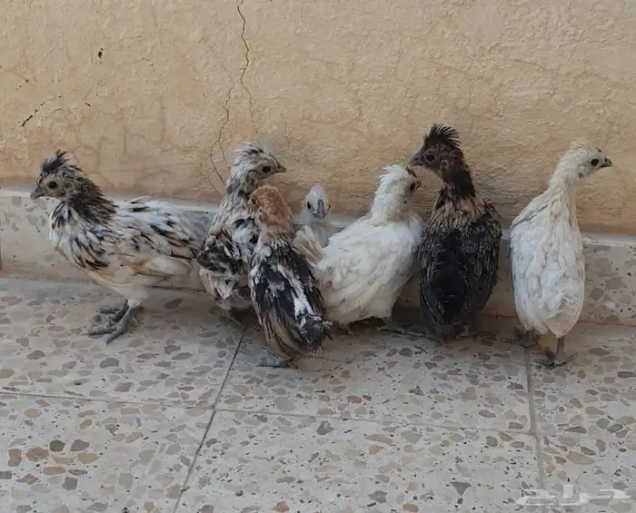 للبيع صوص دجاج كويتي 2