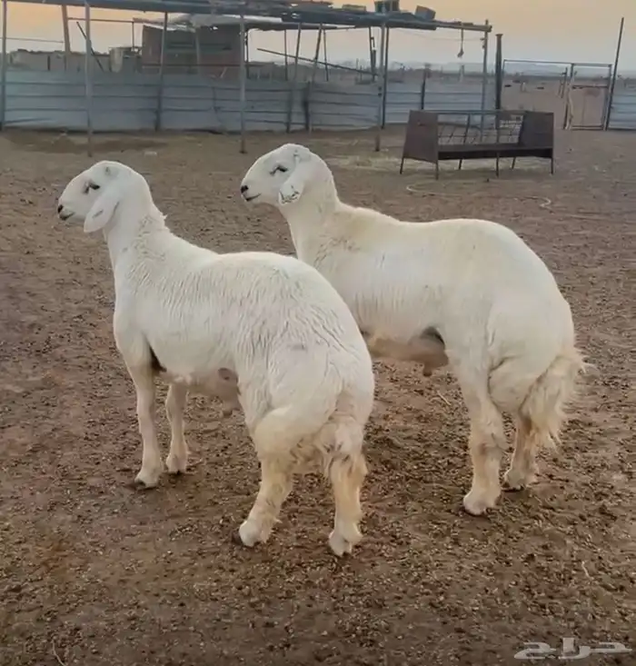 فحول صنف الصنف 0