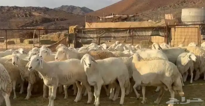 حرش فاخره ونضيفه 5