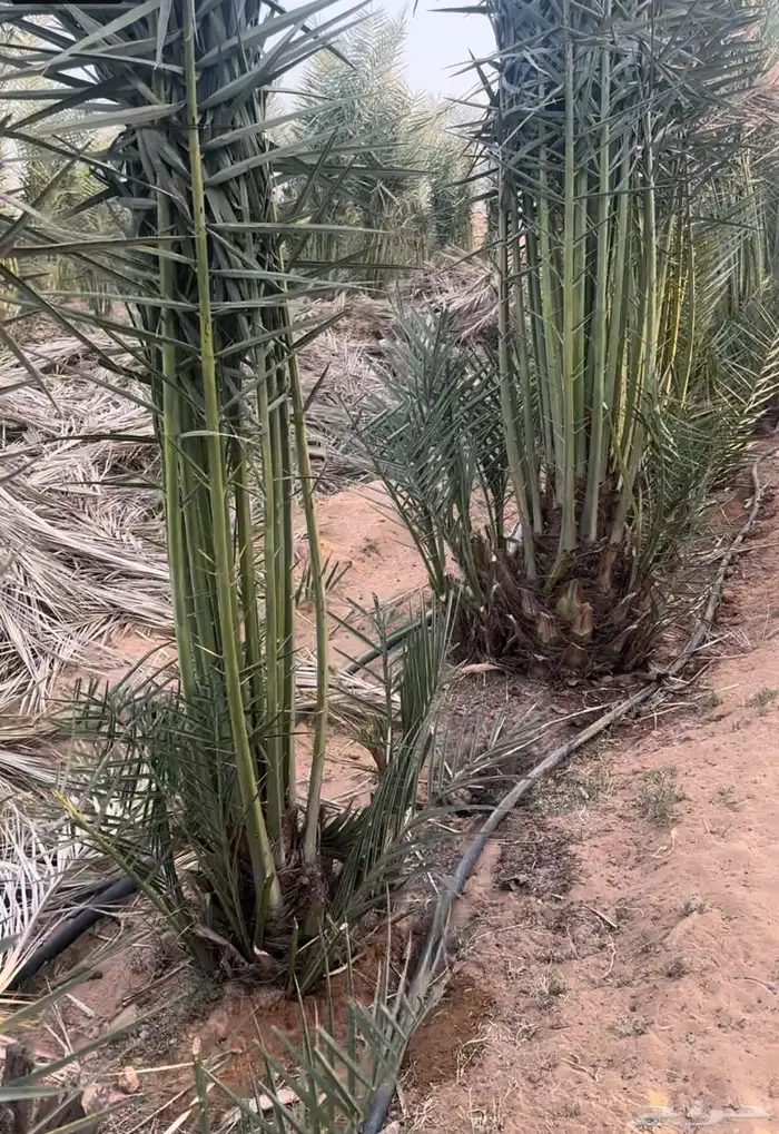 جثايث سكري للبيع كمية بسعر مناسب 0