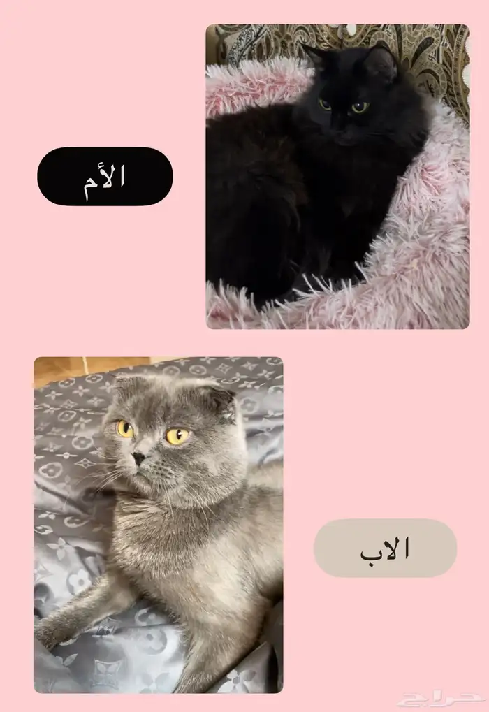 لتبني قطة مكس شيرازي و سكوتش 3