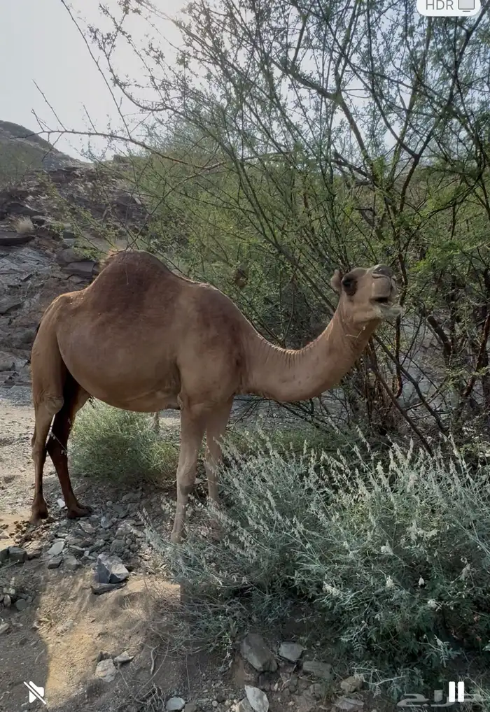 بكرتين فواخر 0