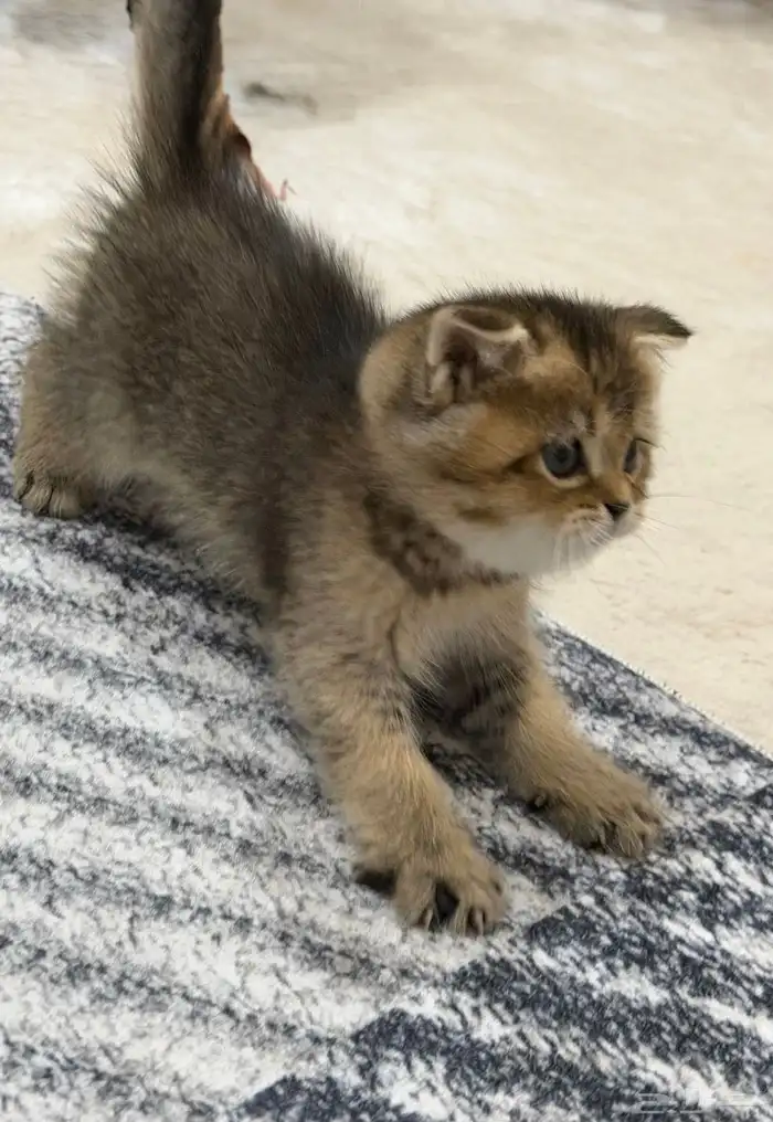 كيتن سكوتش فولد 1