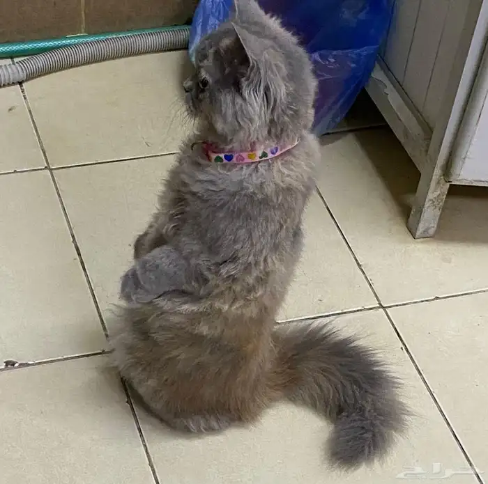 قطه أنثى شيرازي عمر 8 أشهر لو ن رمادي للتبني مع كامل مستلزما 2