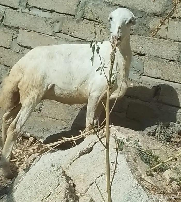 رحله للبيع 3