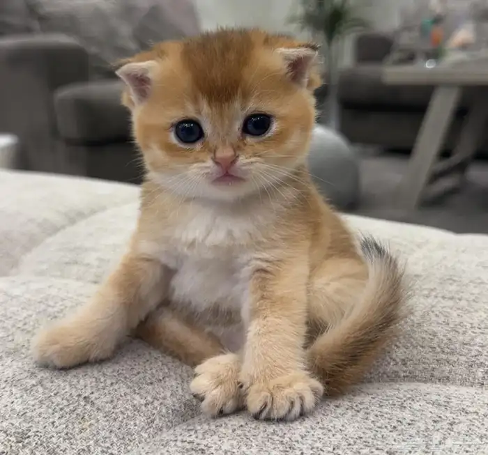 سكوتش قولد للبيع 0