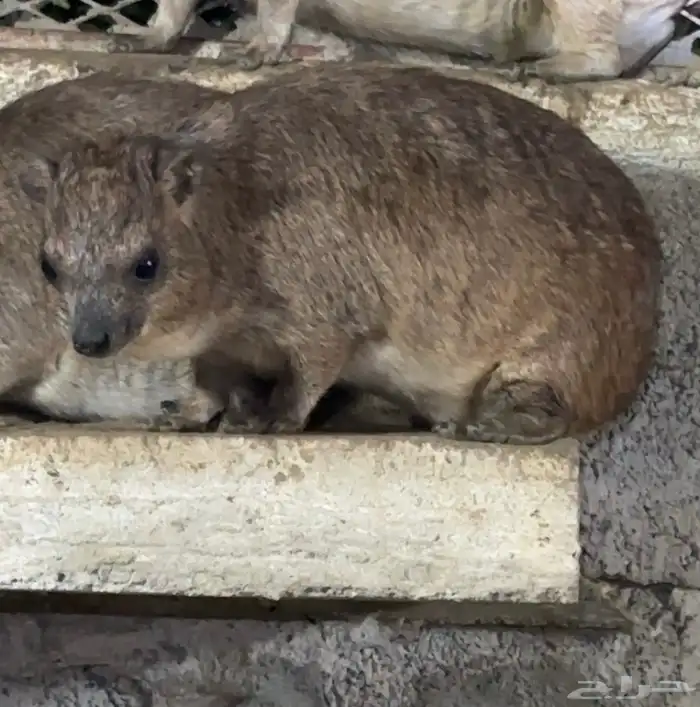 وبران بريه 1