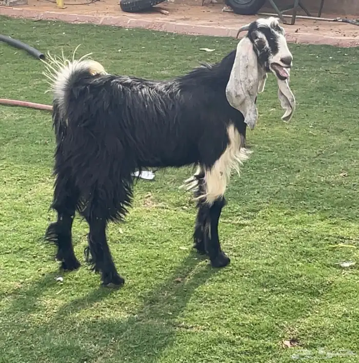 تيس مندي مخصي 6 شهور ( تم البيع ) 2