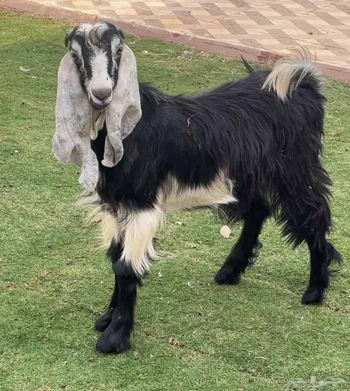 تيس مندي مخصي 6 شهور ( تم البيع ) 1