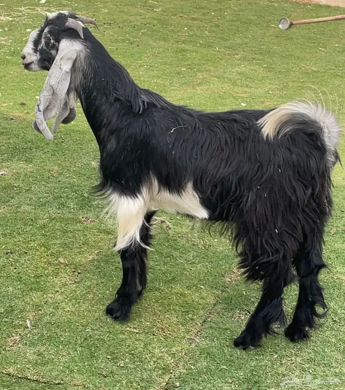 تيس مندي مخصي 6 شهور ( تم البيع ) 3