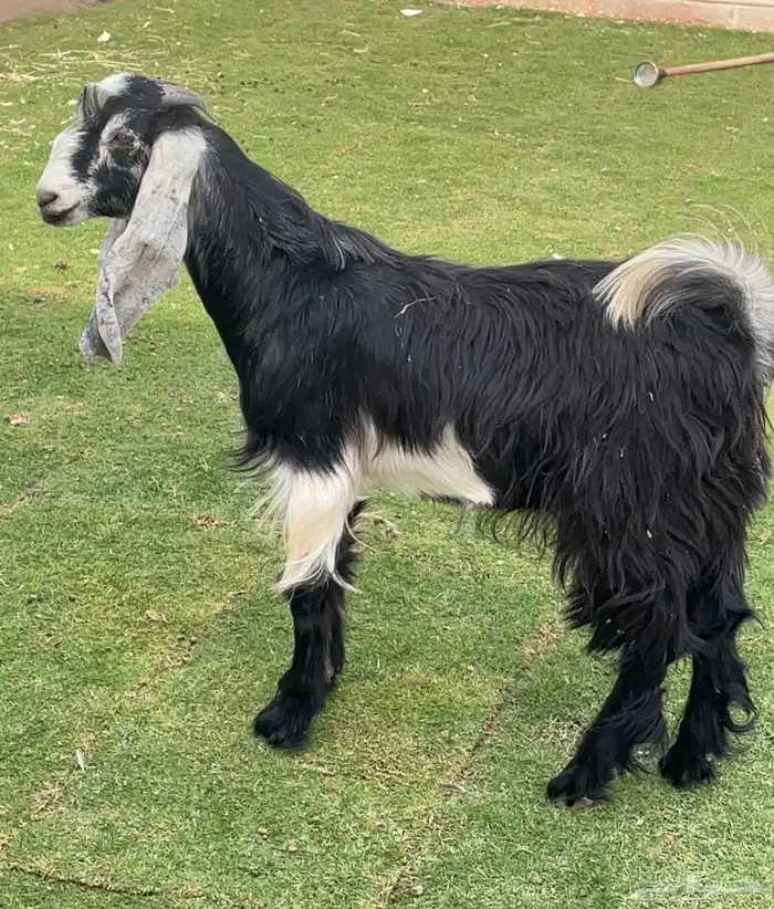 تيس مندي مخصي 6 شهور ( تم البيع ) 0