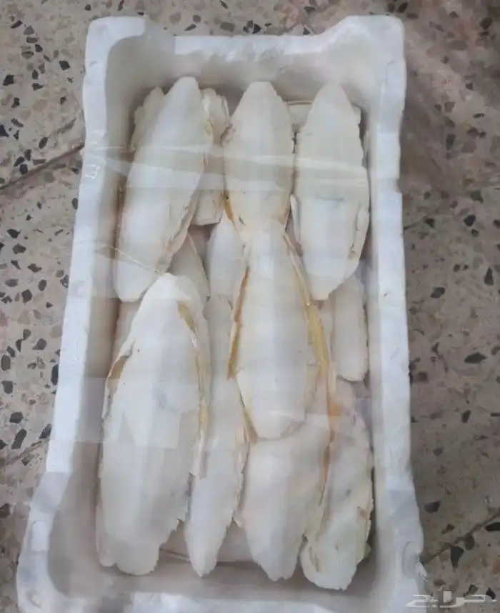 خداك عظم حبار المجفف 0